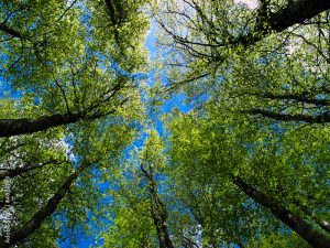 Árboles altos en un bosque vistos desde abajo