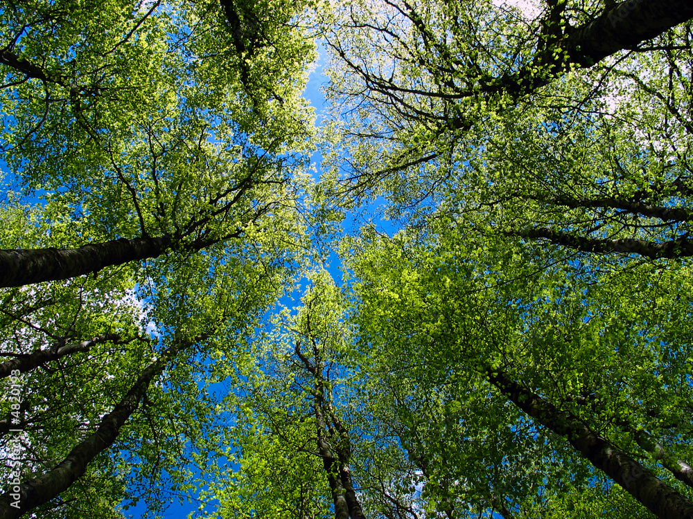 Árboles altos en un bosque vistos desde abajo